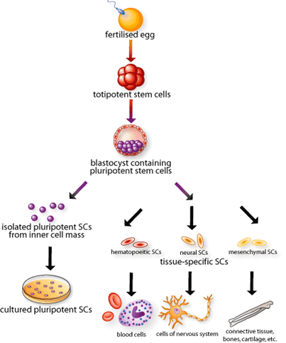 Dr. Abraham(not today, but someday): Stem Cell Potency Dr. Abraham(not today, but someday): Stem Cell Potency