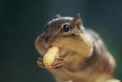 chipmunks hibernate in winter chipmunks hibernate in winter