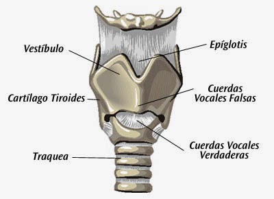 Órgano afectado: laringe