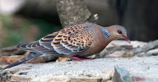 Burung Perkutut Burung ini dipercaya akan mendatangkan halangan dan jauh dari rezeki. flora dan fauna di indonesia blogger