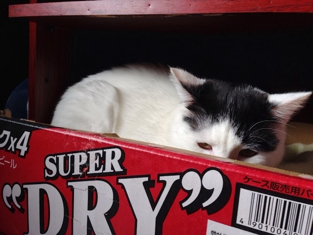 猫ぶろぐ 空き箱