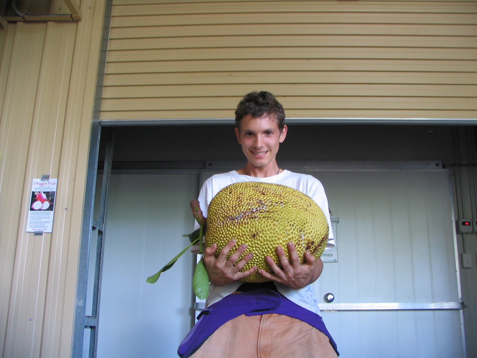 Daleys Fruit Tree Blog Jackfruit the biggest Fruit grown in Australia