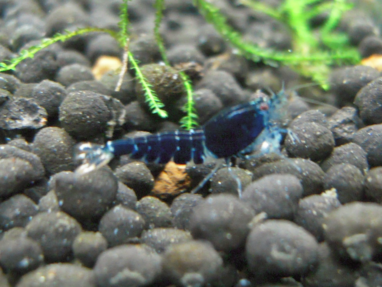 Crystal Red Shrimp New picture of Pinto Shrimp