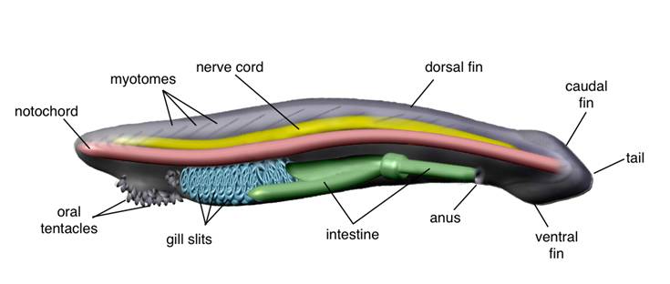 Chordata Characteristics