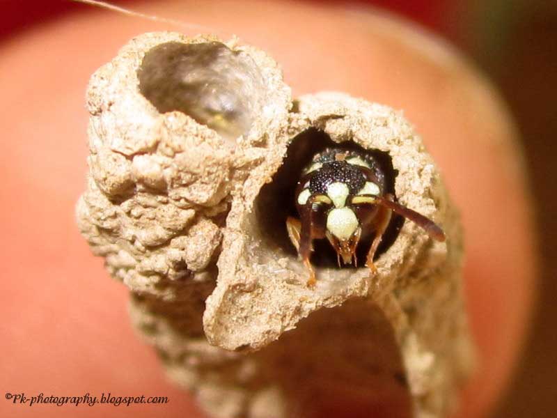 Mason Wasp Nature, Cultural, and Travel Photography Blog