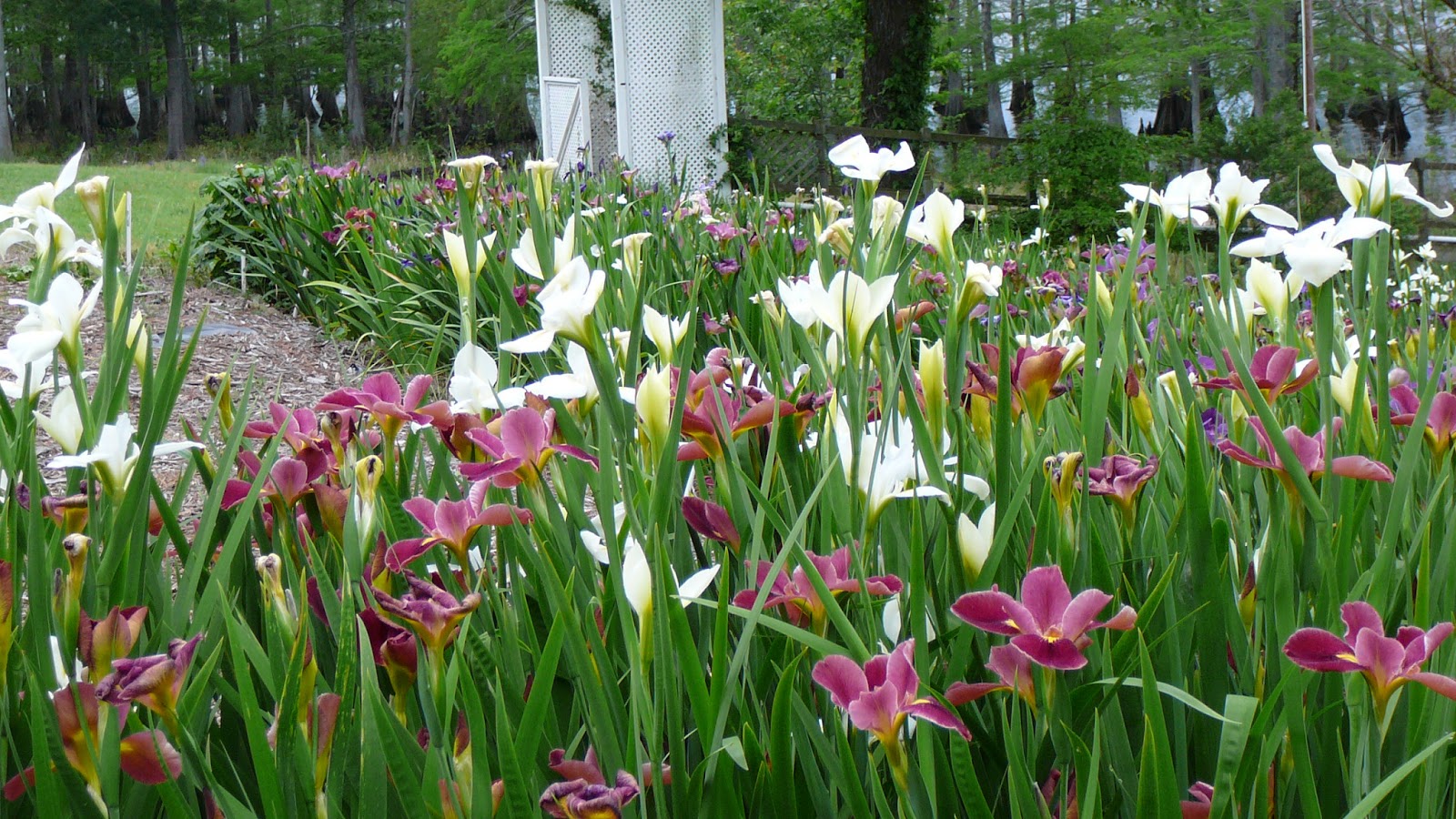 World of Irises Louisiana Iris Bloom Season on Caddo Lake