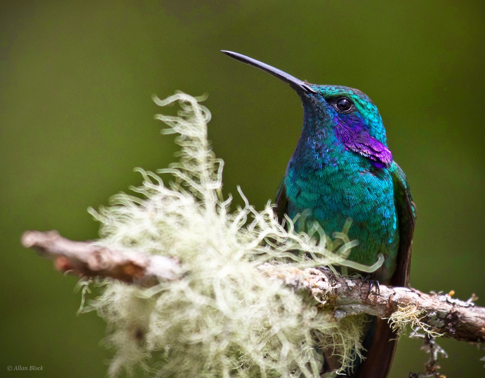 baby hummingbird baby hummingbird