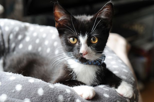 me encontre un gato recien nacido que hago