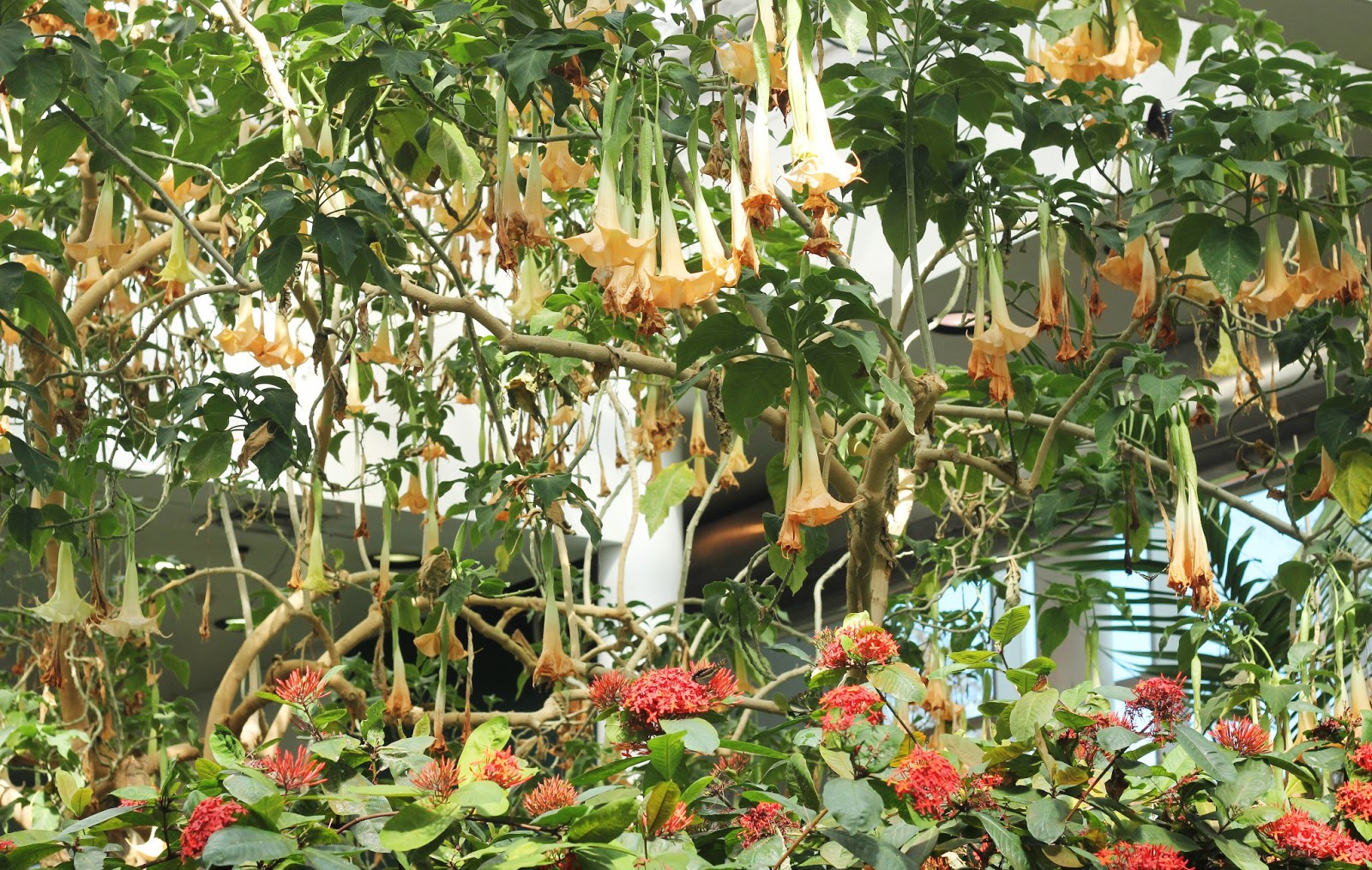 Traveling Light tropical butterfly house