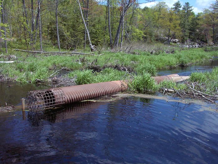 The Cottager's Guide to Beavers How To Humanely Relocate Beavers