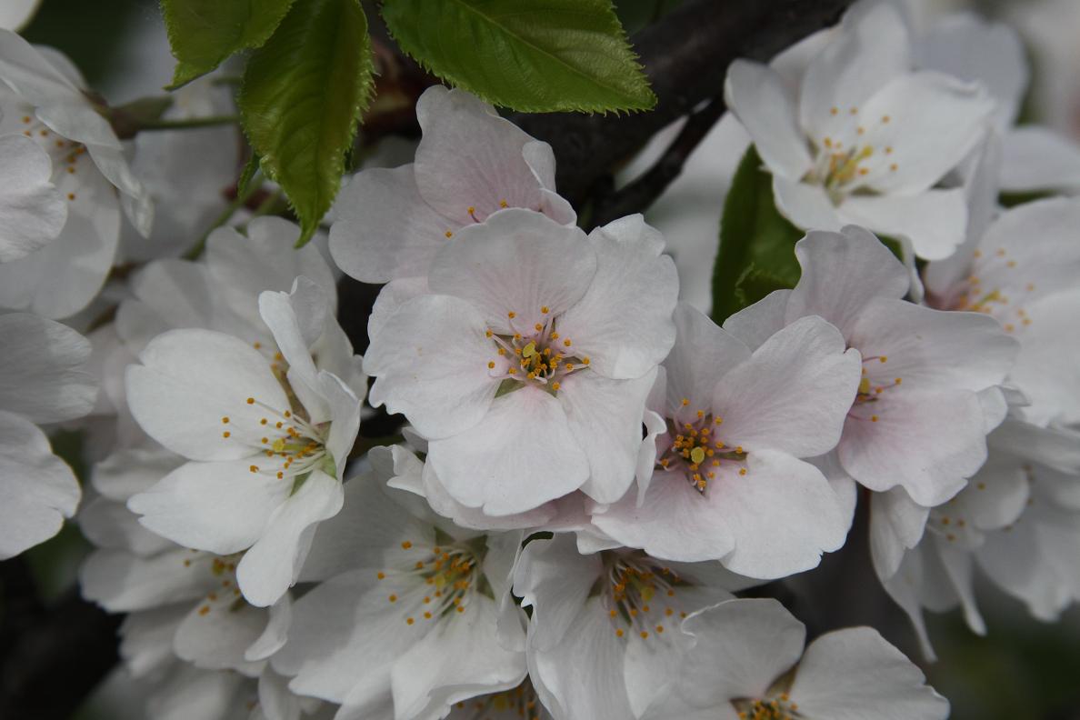 Michigan Exposures Cherry Blossoms.....