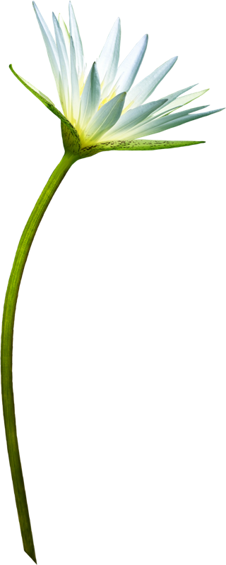 COSAS PARA PhotoScape: IMÁGENES PARA PHOTOSCAPE DE FLORES Y PLANTAS 9