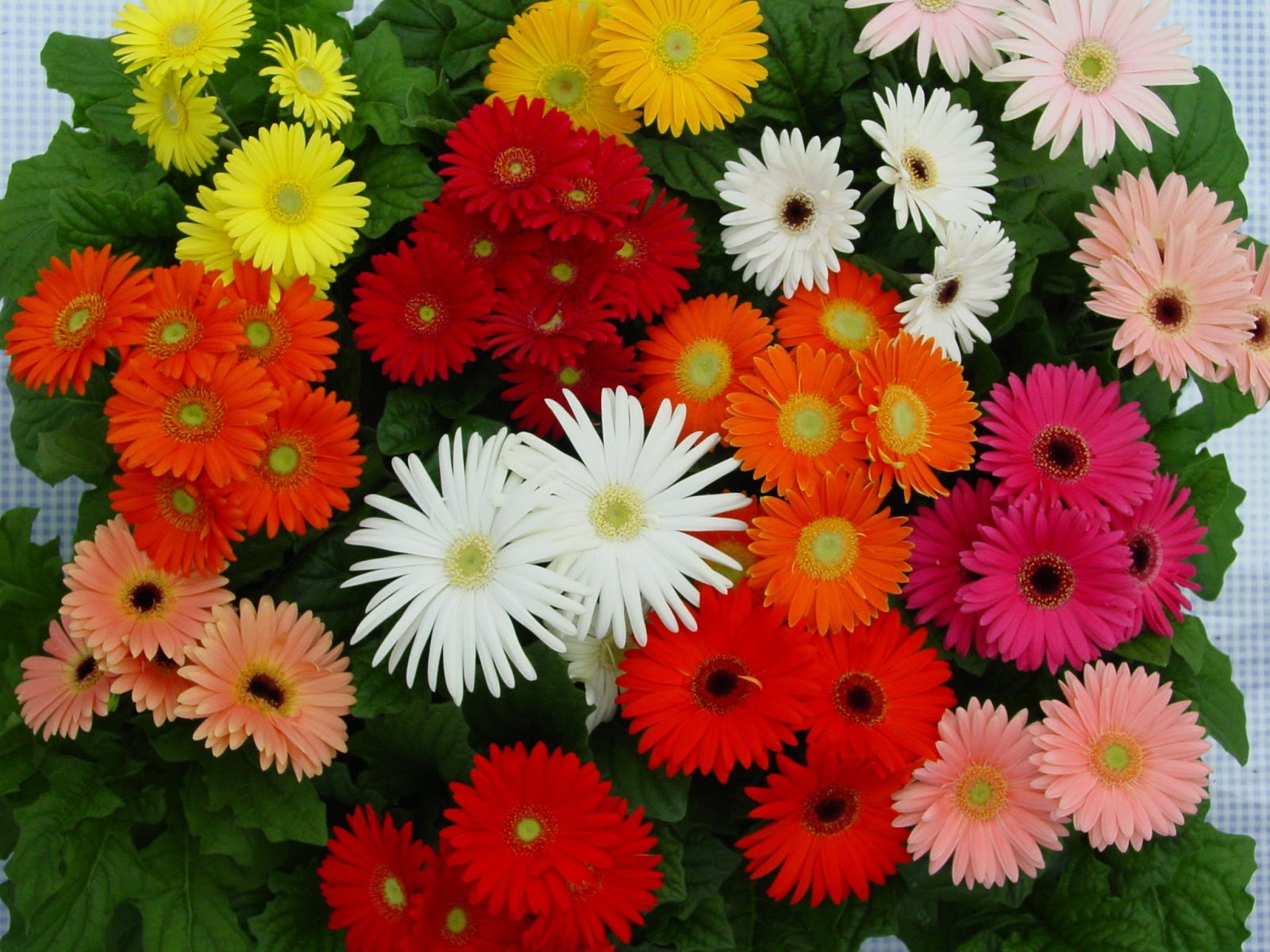 Romantic Flowers Gerbera Flower