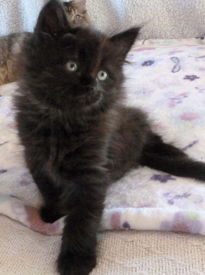 Prekrasne Siberian Cats: Sirius Black