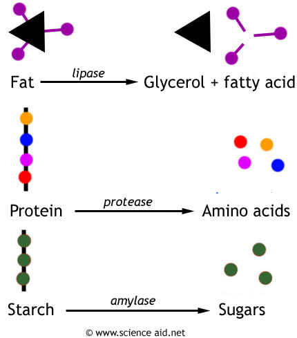 Mizuki's Bio Blog: Digestion
