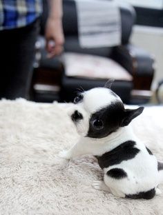 http://cutepuppyanddog.blogspot.com/