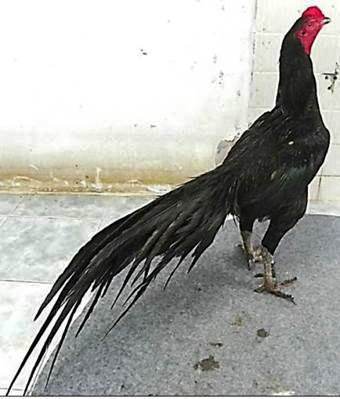 Characteristics of good gamecock rooster on the tail of the chicken