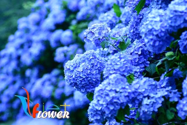 vườn hoa cẩm tú cầu vườn hoa cẩm tú cầu