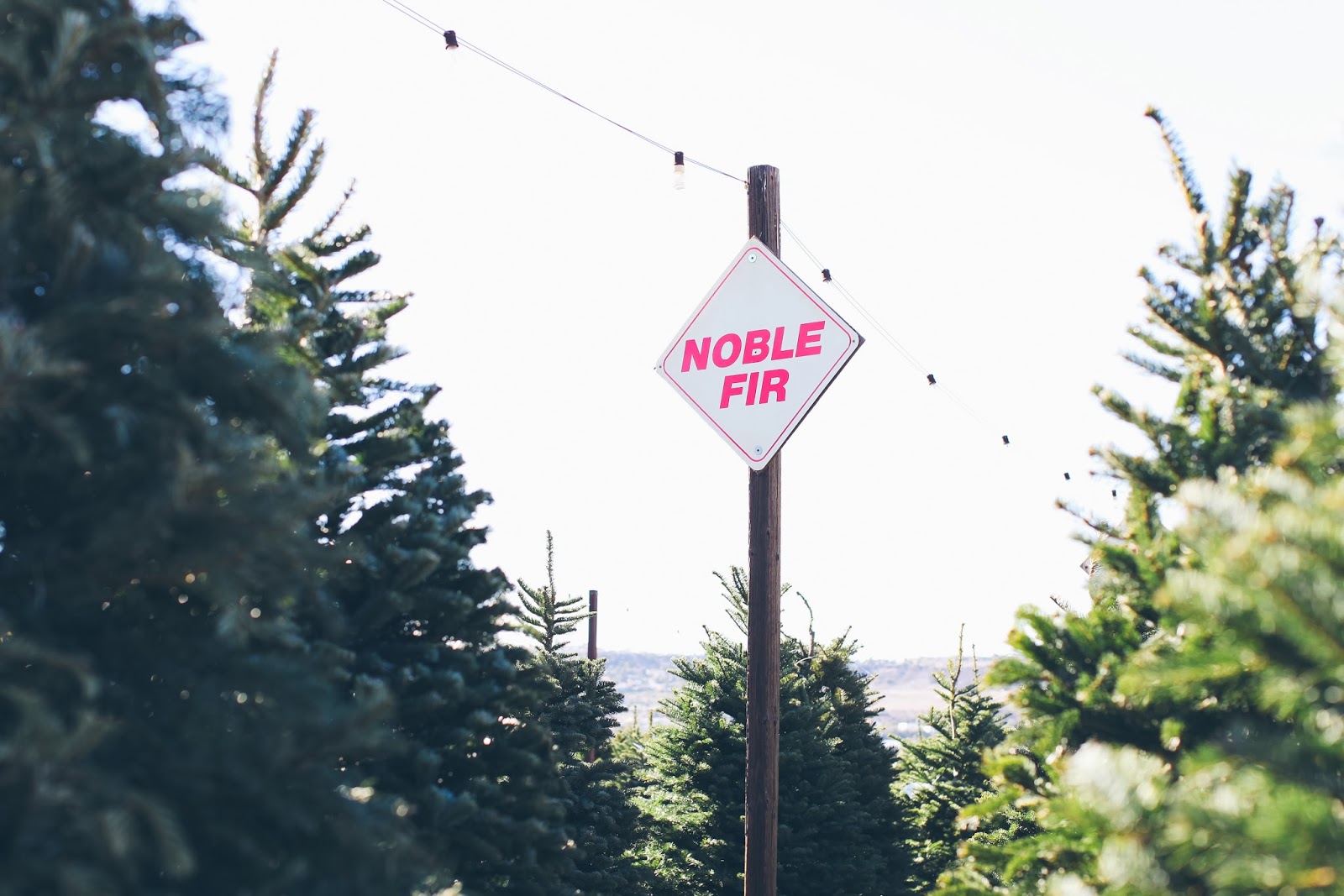 The Parker Project Family Christmas Tree Farm San Diego