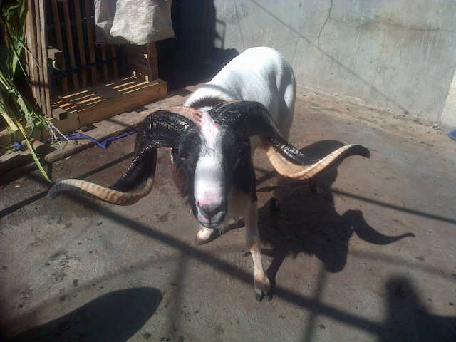 " Saya Mau Memulai Ternak Kambing, Jenis Kambing Apa Yang Paling Bagus