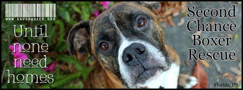 Second Chance Boxer Rescue Florida: Feature Fosters!