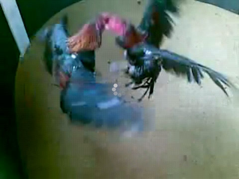 Budidaya Ayam Birma Saigon Vietnam Import Ayam | Cerita Sex Terbaru