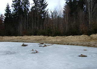 Zugefrorener Tümpel im Forstenrieder Park Zugefrorener Tümpel im Forstenrieder Park