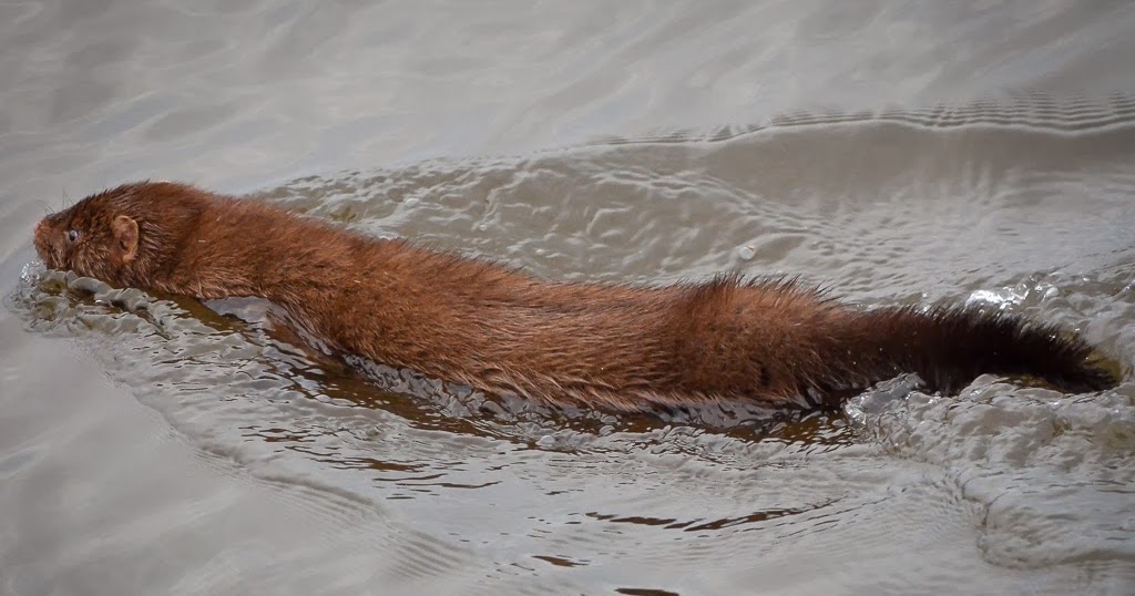 The Freiday Bird Blog Wordless Wednesday Mink