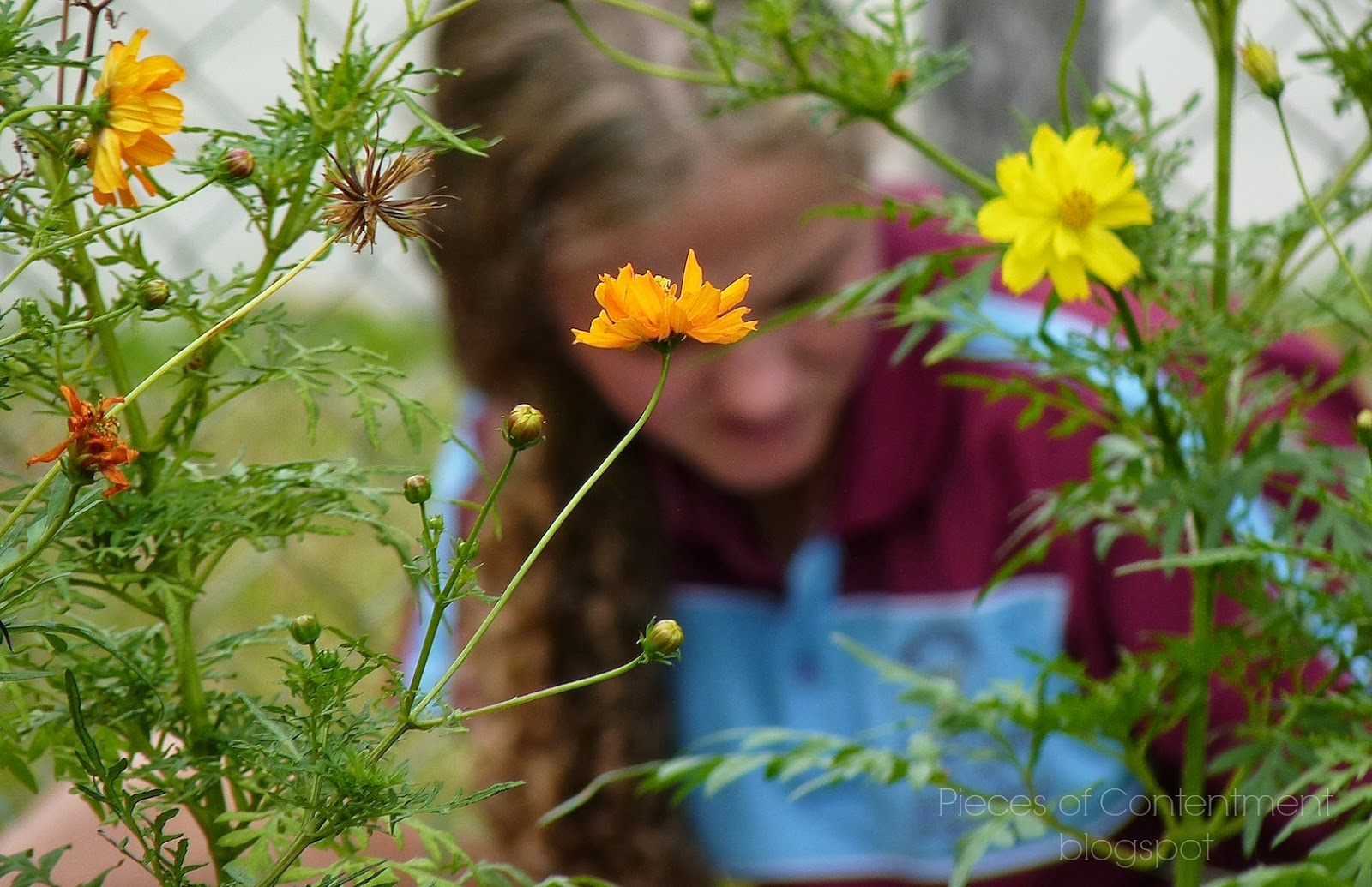 Pieces of Contentment Backyard Ecosystems