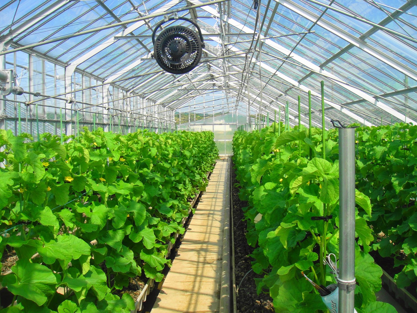 Discover Tokyo Beautiful places never seen before! Why Musk melon is