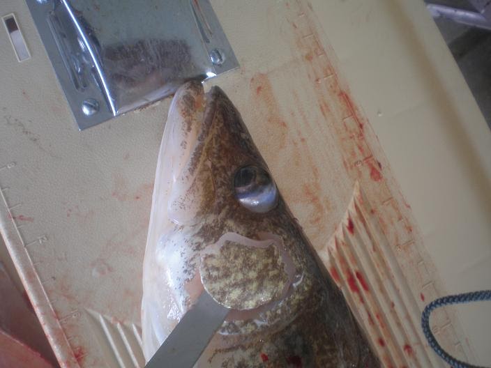 Walleye cheeks The Metro Pioneer