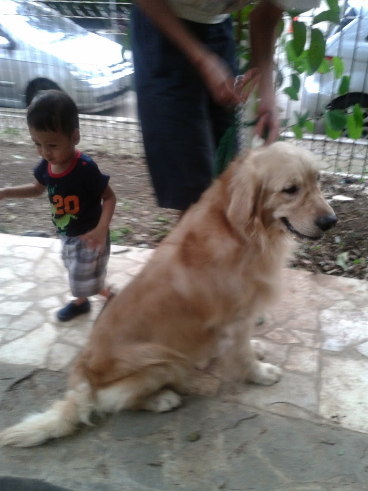 Dog Walking at Pet Park Bandung - Smells Like Coffee