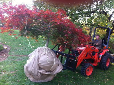 maple transplanting japanese specimen less than