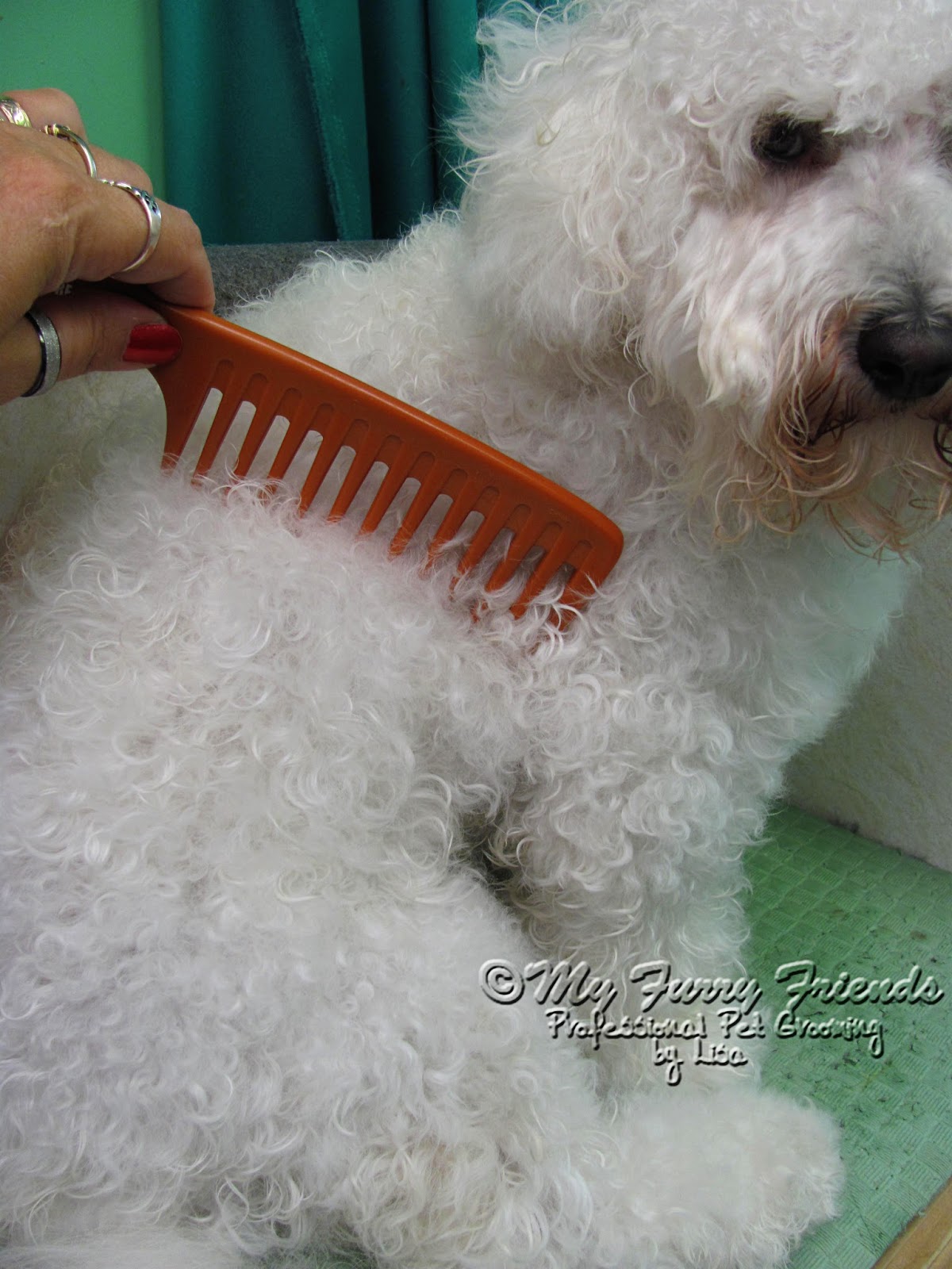 Pet Grooming The Good, The Bad, & The Furry Curls, Curls, Curls