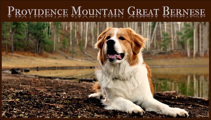 Providence Mountain Great Bernese