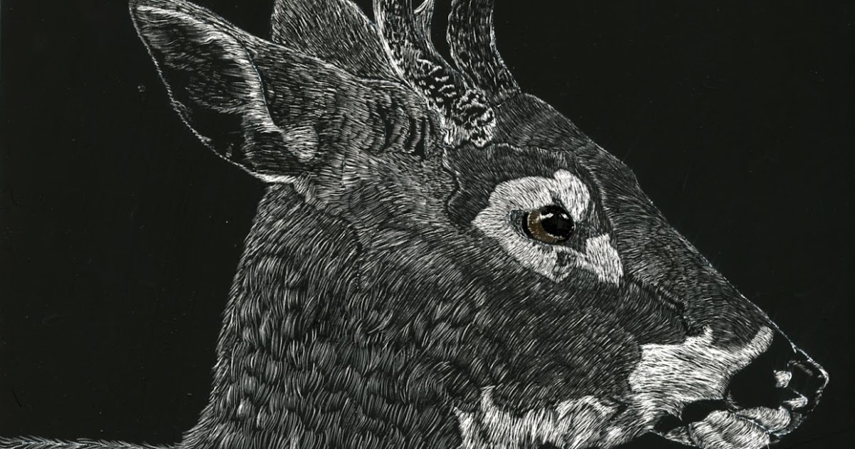 Kay Murphy's Studio New Scratchboard Deer
