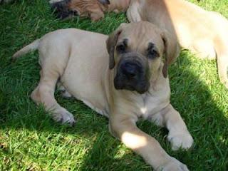 Great Dane Puppy Picture