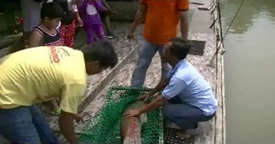 PEMANCINGAN IKAN MONSTER, HADIR DI LUBANA SENGKOL - RANSEL