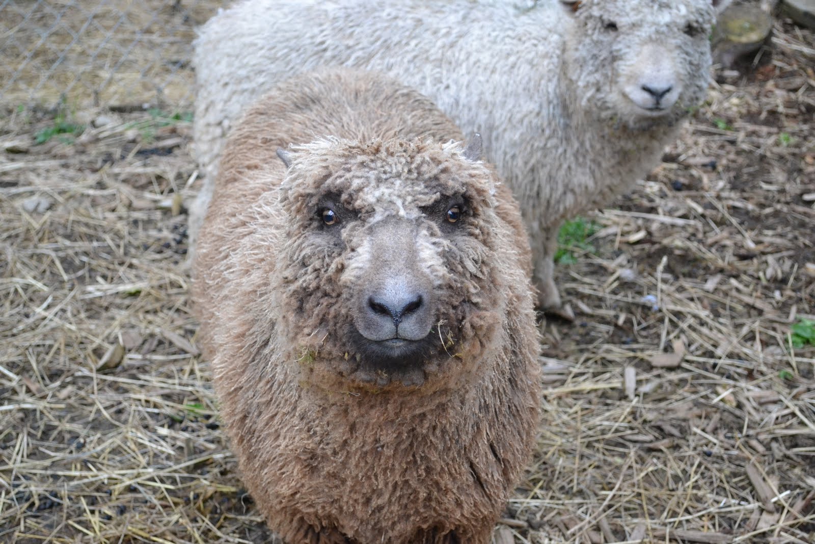 Rusty Tub Farm Babydoll Southdown Sheep