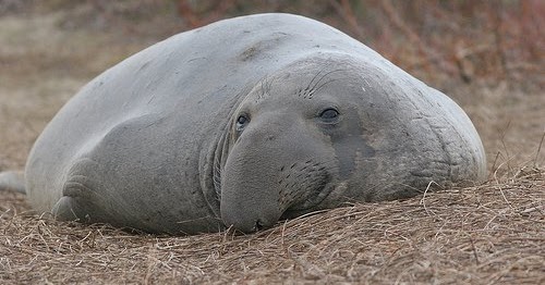 ANIMALS OF PLANET EARTH: ANIMALS