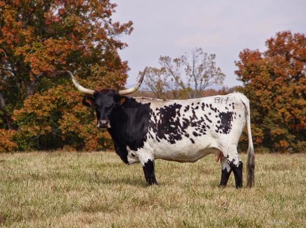 black supercow black supercow