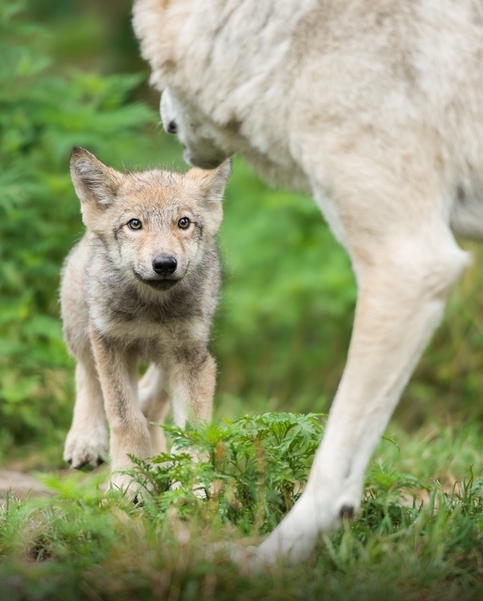 White Wolf : Fascinating Wildlife Pictures of Maxime Riendeau Will Take