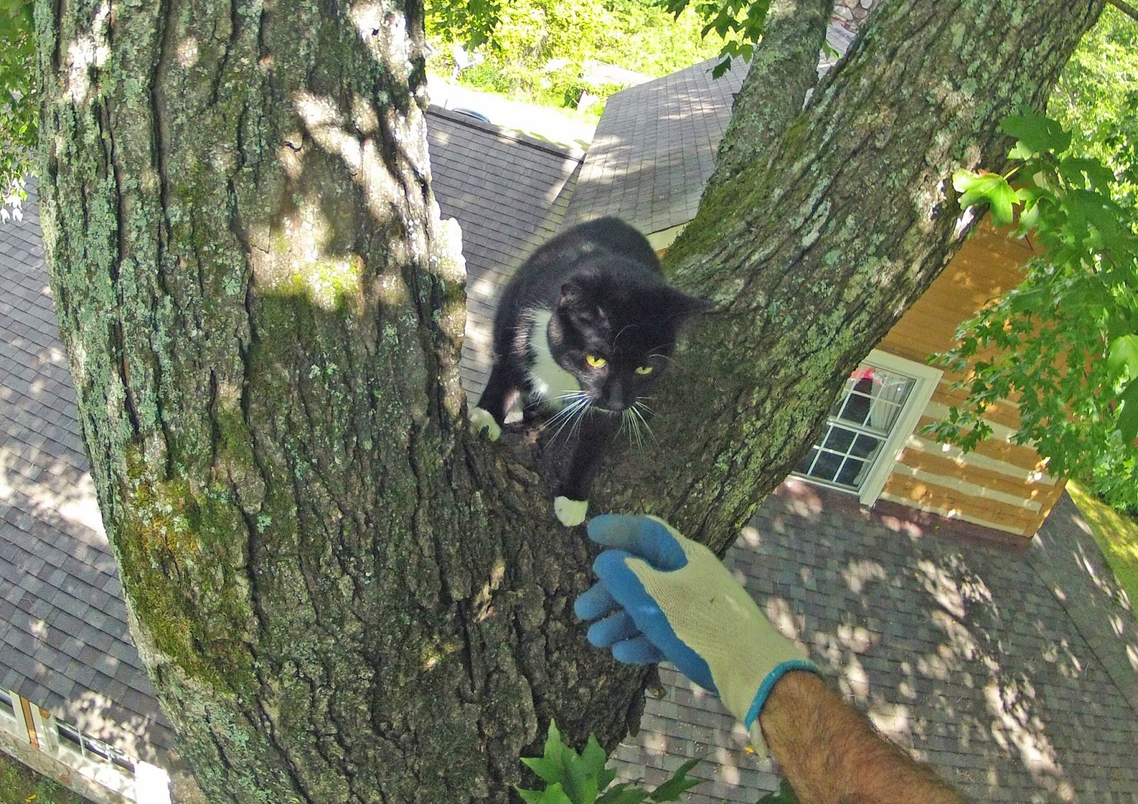 Help! My cat is stuck in a tree! Rescue Process & After Care