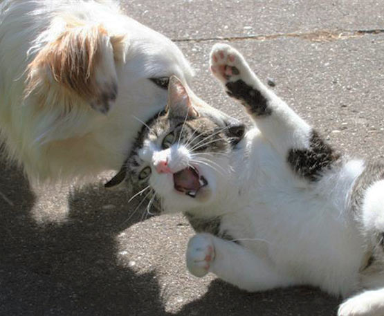 Funny+Cats+Fighting+Dogs3.jpg