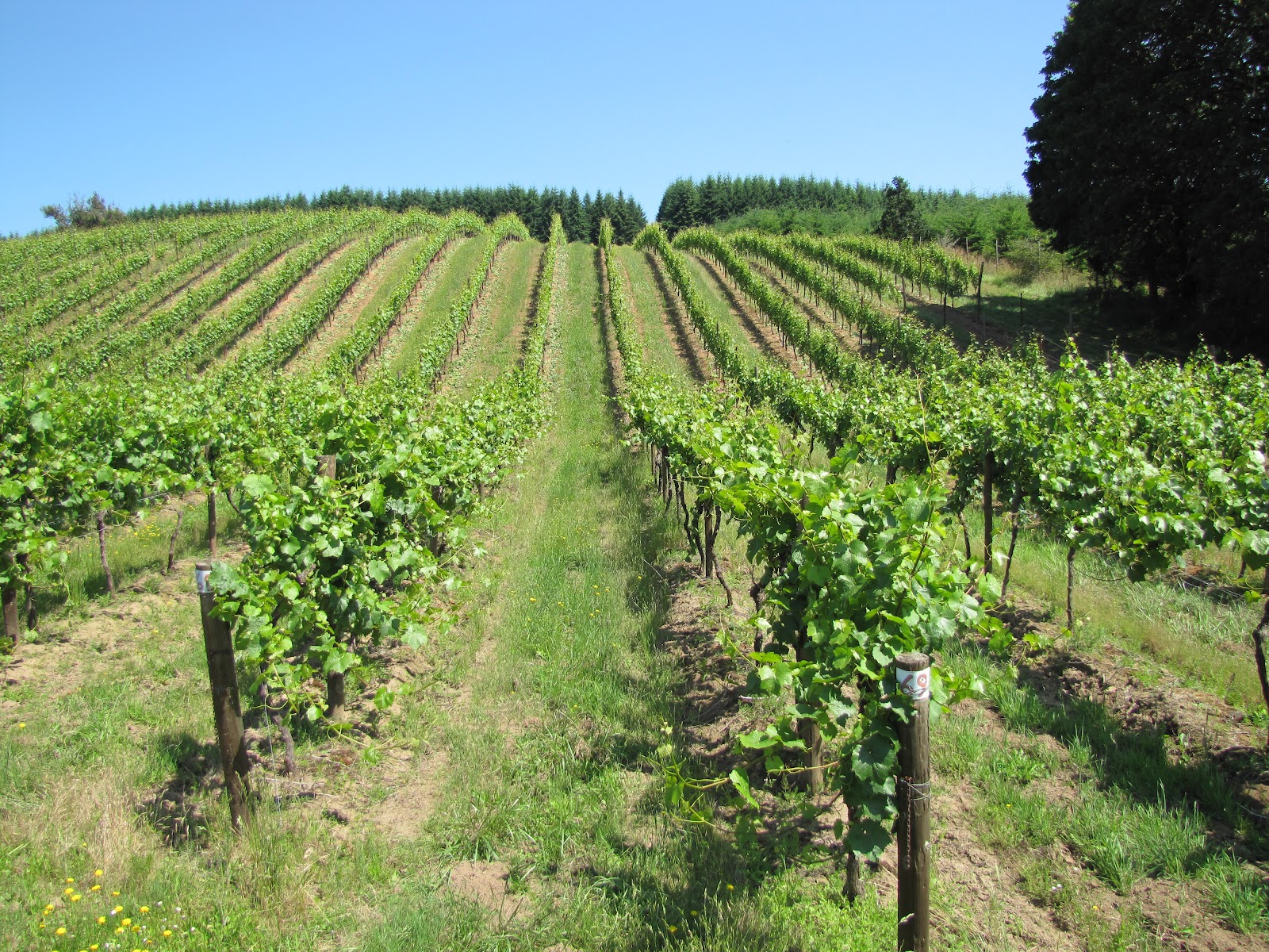 The Oregon Winery Review Pfeiffer Vineyards BurgundianStyle Pinot