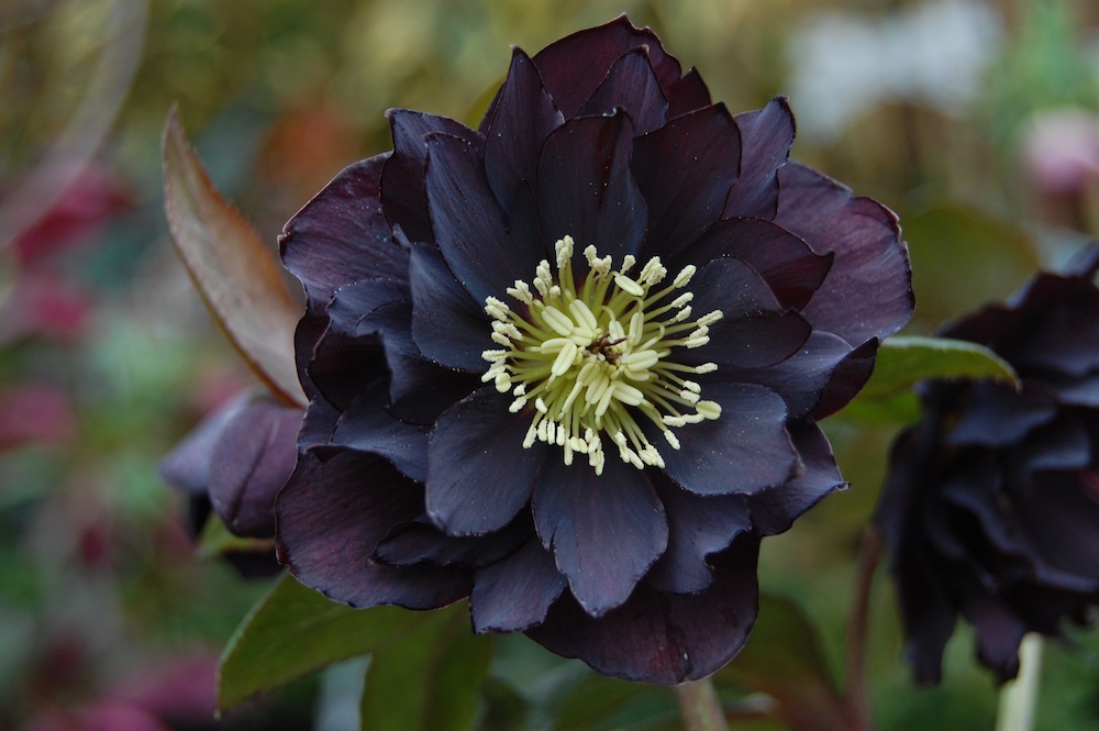 Noel's Garden Blog Nature improved upon in hellebore heaven