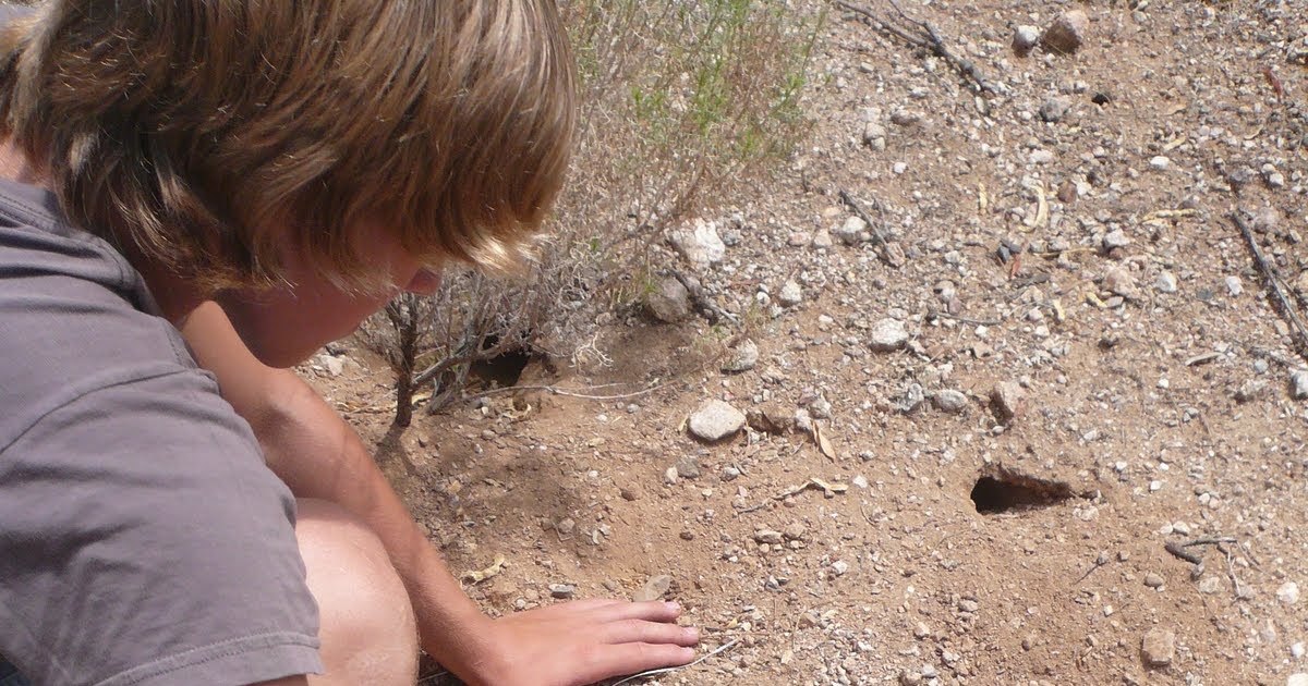 Musing with Marlyss Tarantula holes in the ground