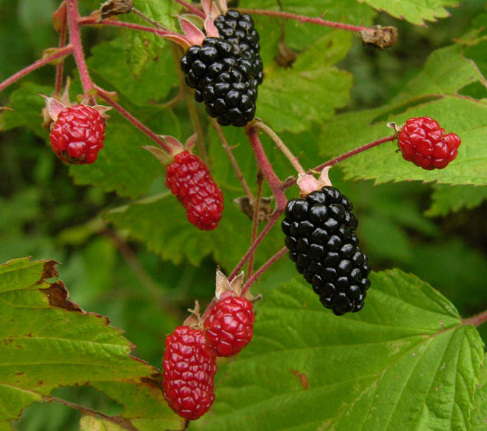 dogs and blueberries berries and dogs dogs and blueberries berries and dogs
