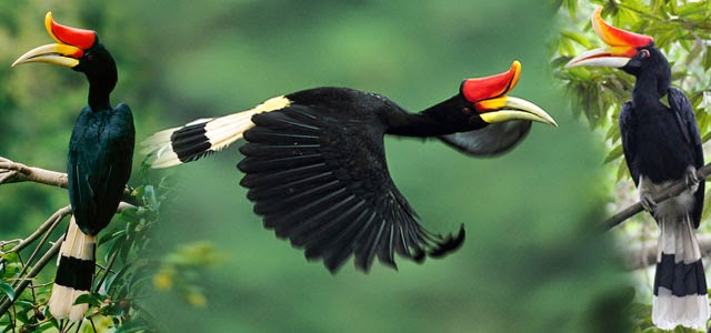 Ciri Morfologi Hornbill Di Pulau Jawa Ciri Morfologi Hornbill Di Pulau Jawa