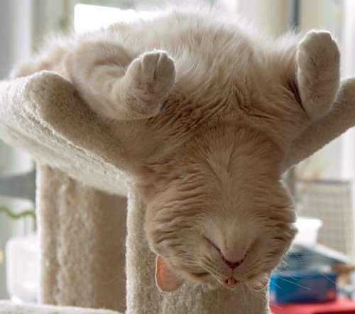 4841-This_cat_is_taking_it_easy_just_relax....jpg